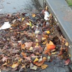 Fact: Blocked storm drains can create their own ecosystems.
Photo by Sabirah Mustafa, Oakland Voices 2012