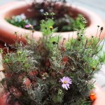 Potted flowers can be found in the neighborhood, to help improve the appearance of the neighborhood.