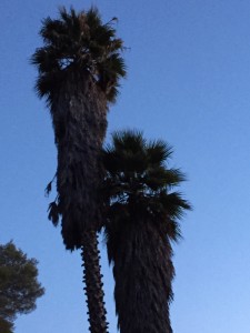 Palm Trees outside my front door
