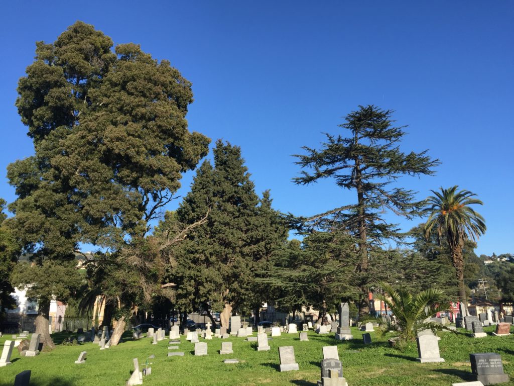 All the Different Trees