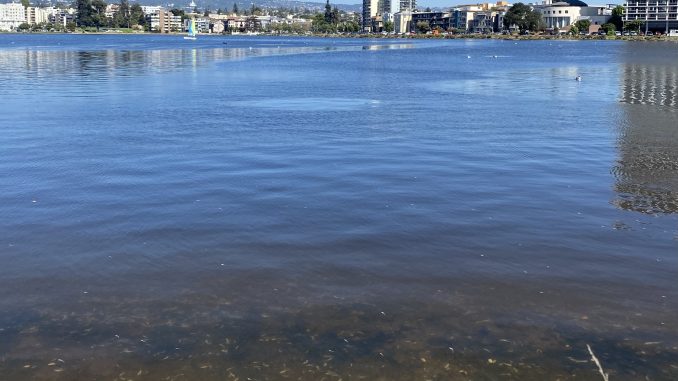 A brown brackish water on the shores of Lake Merritt, with small white dead fish on the bottom or floating