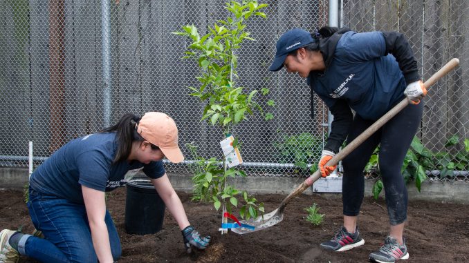 two volunteers plant a new tree at a schoolyard