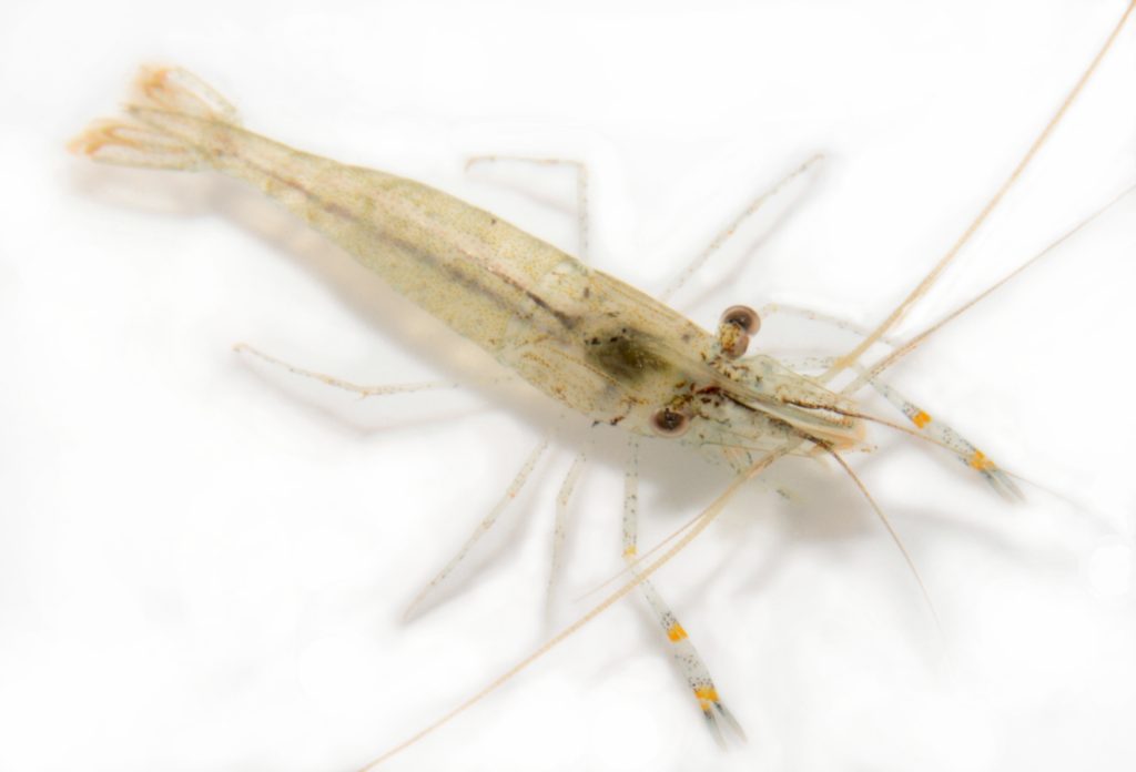 a little shrimp on white background