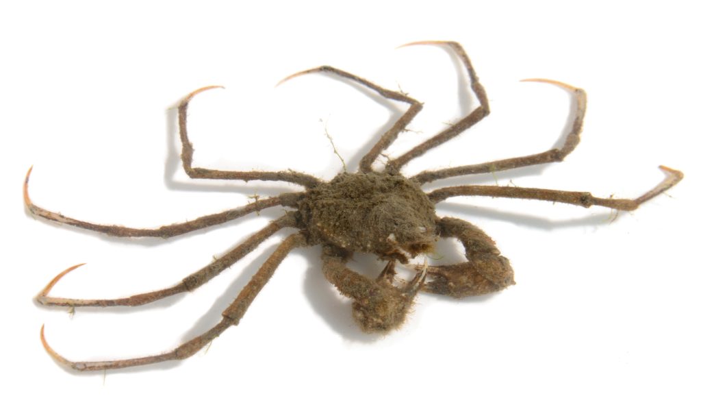 a large brown crab on white background