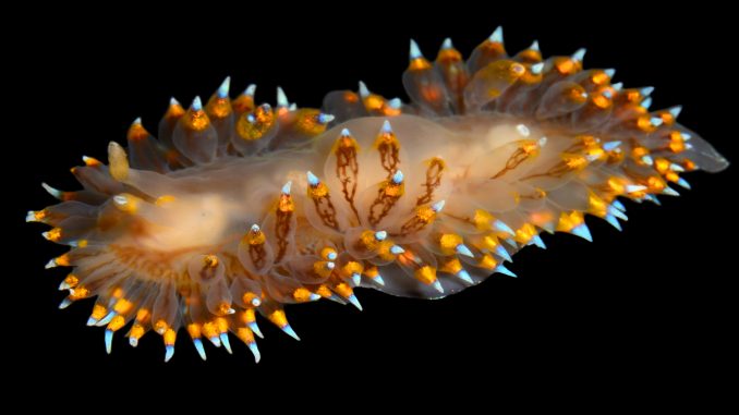 a nudibranch animal with orange and glowing bluish lights on the tips