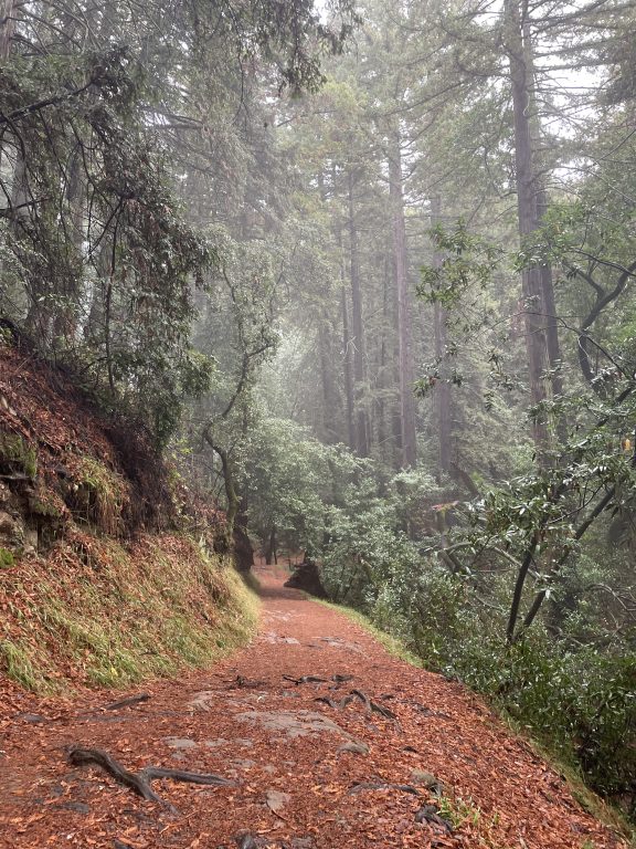 a horizontal photo of the redwoods and brown pathway with morning light shining through the trees