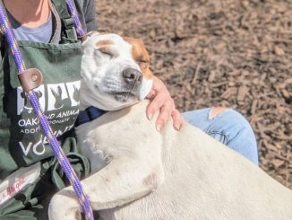 a big white and brown dog basks in the sun in the lap of someone wearing an Oakland Animal Services apron