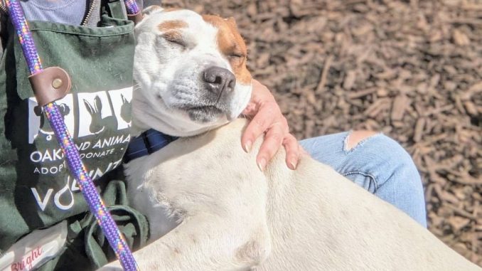 a big white and brown dog basks in the sun in the lap of someone wearing an Oakland Animal Services apron