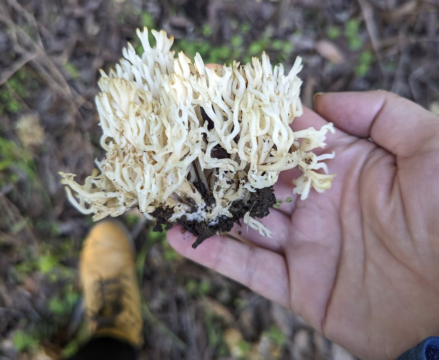 a white fungus that is shaped like a coral with a hand holding it up and boots in background
